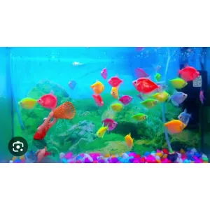 Wideo fish 