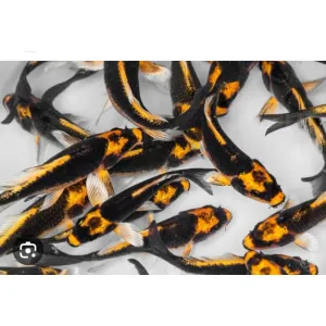 Kaboto koi fish