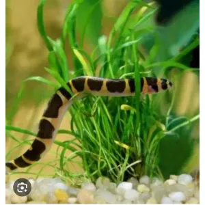 Kuhli loach