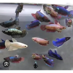 Female betta