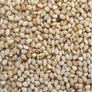 Safed Tilli/ White Sesame Seeds - 1 Kg