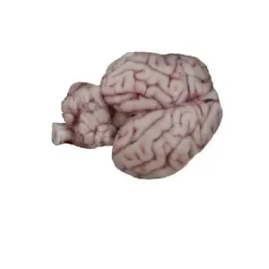 Goat brain
