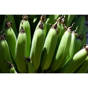 কাঁচা কলা