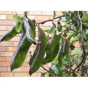 শিম Hyacinth Beans
