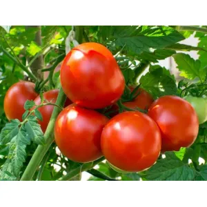 টমেটো Tomato