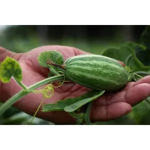 পটল Pointed gourd