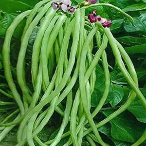 বরবটি