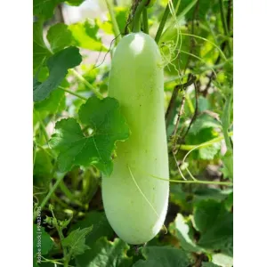চালকুমড়ো Ash Gourd