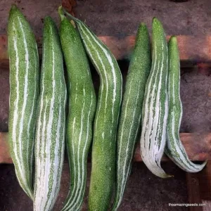 চিচিঙ্গা Snake gourd