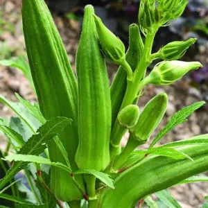 ভেন্ডি / ঢেঁড়স okra/ladies' finger