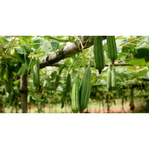 ঝিঙে Ridged Groung