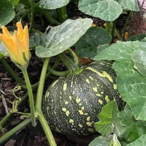 কুমড়ো Punpkin