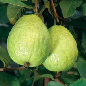 পেয়ারা Guava