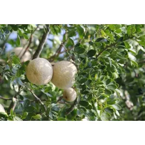 কদবেল Wood Apple