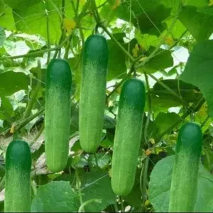 শশা Cucumber