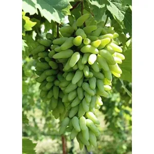 আঙ্গুর