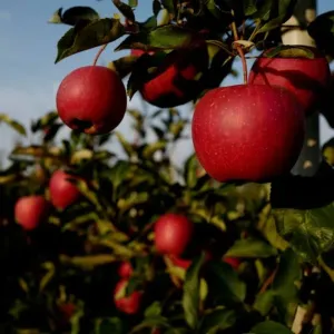 আপেল Apple