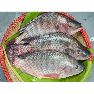 তেলাপিয়া মাছ