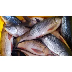 রুই মাছ