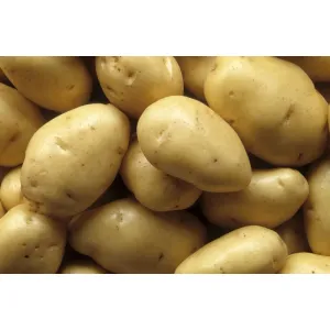 బంగాళదుంప-potato