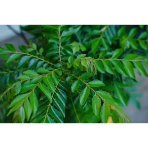 కరివేపాకు (Karivepaku)-Curry leaves