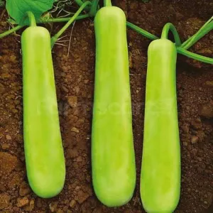 సొరకాయ(sorakaya)-Bottle gourd
