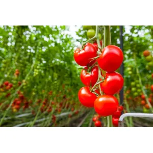 టొమాటో-Tomato