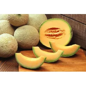 కర్బూజ-MUSKMELON