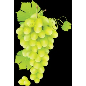 గ్రీన్ గ్రేప్స్- GREEN GRAPES