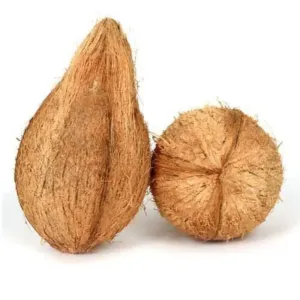 కొబ్బరికాయ-COCONUT
