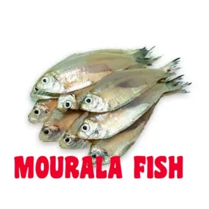 FRESH WATER MORALA FISH/ মিষ্টি জলের মোরালা মাছ 500gm [WBCADC]