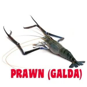 FRESH WATER GABDA PRAWN/গাবদা চিংড়ি 500gm [WBCADC]