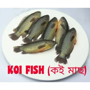 FRESH WATE KOI(DESI) FISH/ মিষ্টি জলের কই মাছ 500gm [WBCADC]