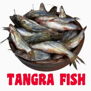 FRESH WATER TANGRA FISH/মিষ্টি জলের ট্যাংরস মাছ 500gm [WBCADC]