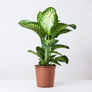 Dieffenbachia 