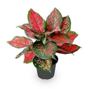 Aglaonema Widuri  Red Peacock