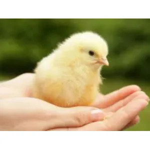 DAY OLD CHICKS
