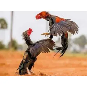 Aseel chicks ( Fighter )