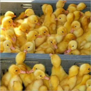 White Pekin Duck Chicks 