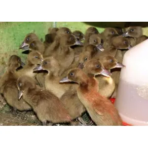 Khaki Campbell Duck Chicks 