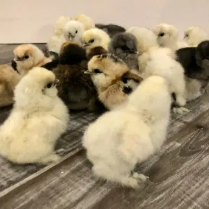 Silky chicks 