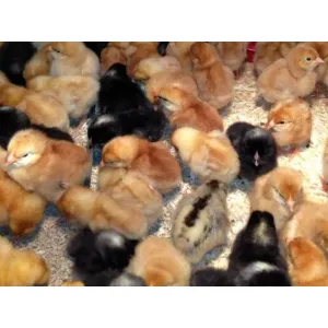 Desi chiken chicks 
