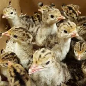 TURKEY CHICKS