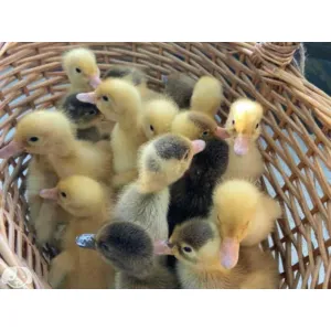 Indian Runner Duck Chicks 