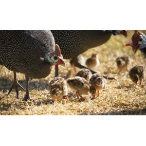Gunia fowl chicks 