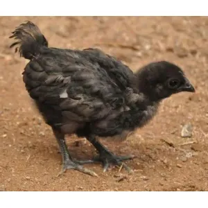 15 Days Kadaknath Chicks 