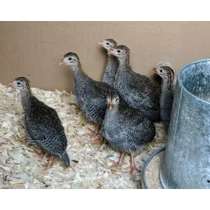 1 Month Old Guniafowl 
