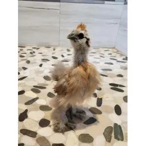 1 Monnth Fancy Hen