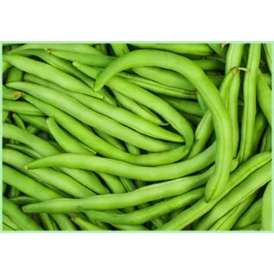 பீன்ஸ்/Beans 
