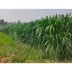 Cattle GREEN FODDER(Pacchi Gaddi)